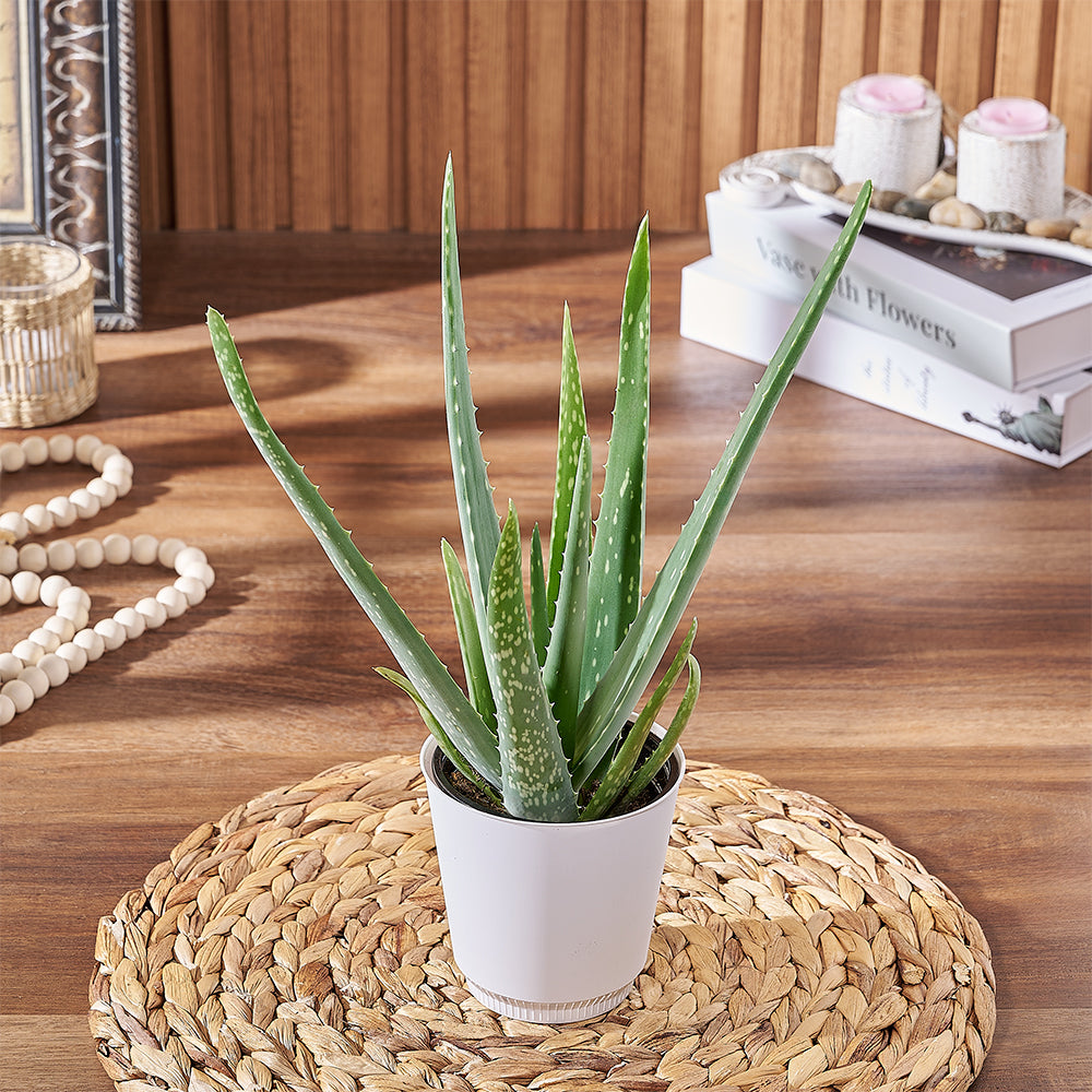 Succulent Aloe Vera in Planter – how the gift is presented