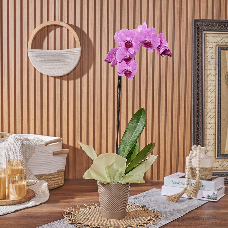 Blushing Orchid Plant Gift, plant gift, plant, orchid gift, orchid, Philadelphia delivery