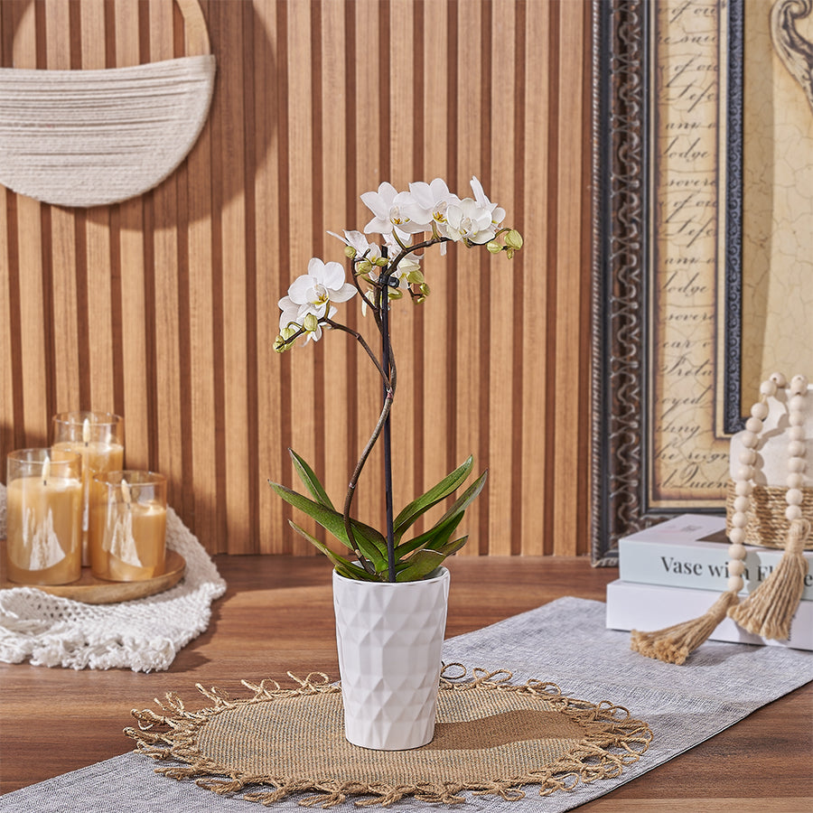 Delicate White Orchid Plant, plant gift, plant, orchid gift, orchid, Philadelphia delivery