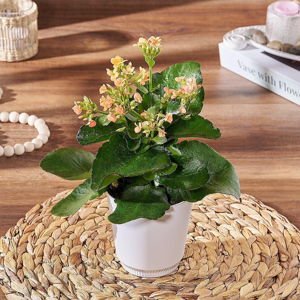 Potted Kalanchoe Plant – how the gift is presented