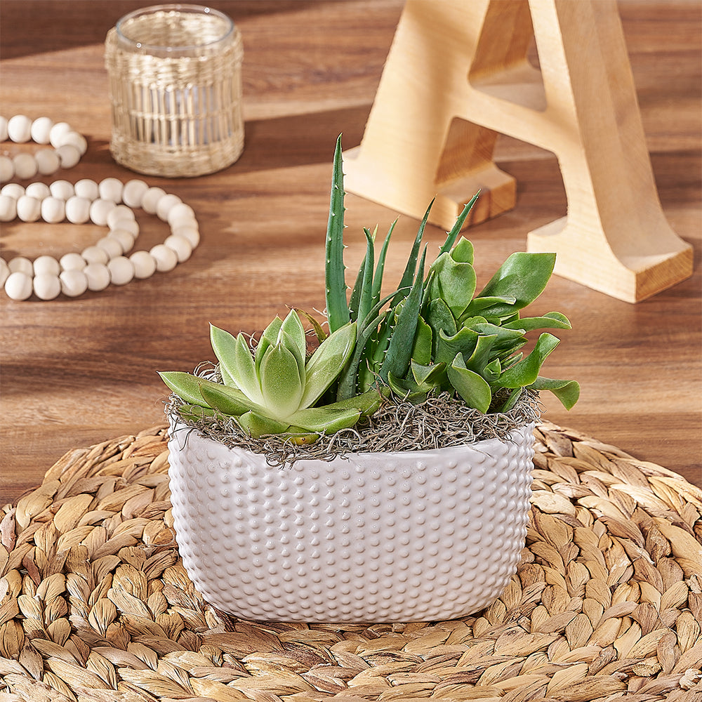 Three Succulent Plant Garden – how the gift is presented