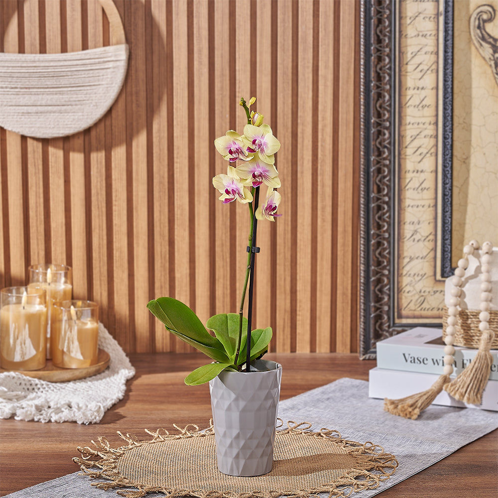 Compact Yellow Orchid Plant with Stylish Ceramic Pot – how the gift is presented