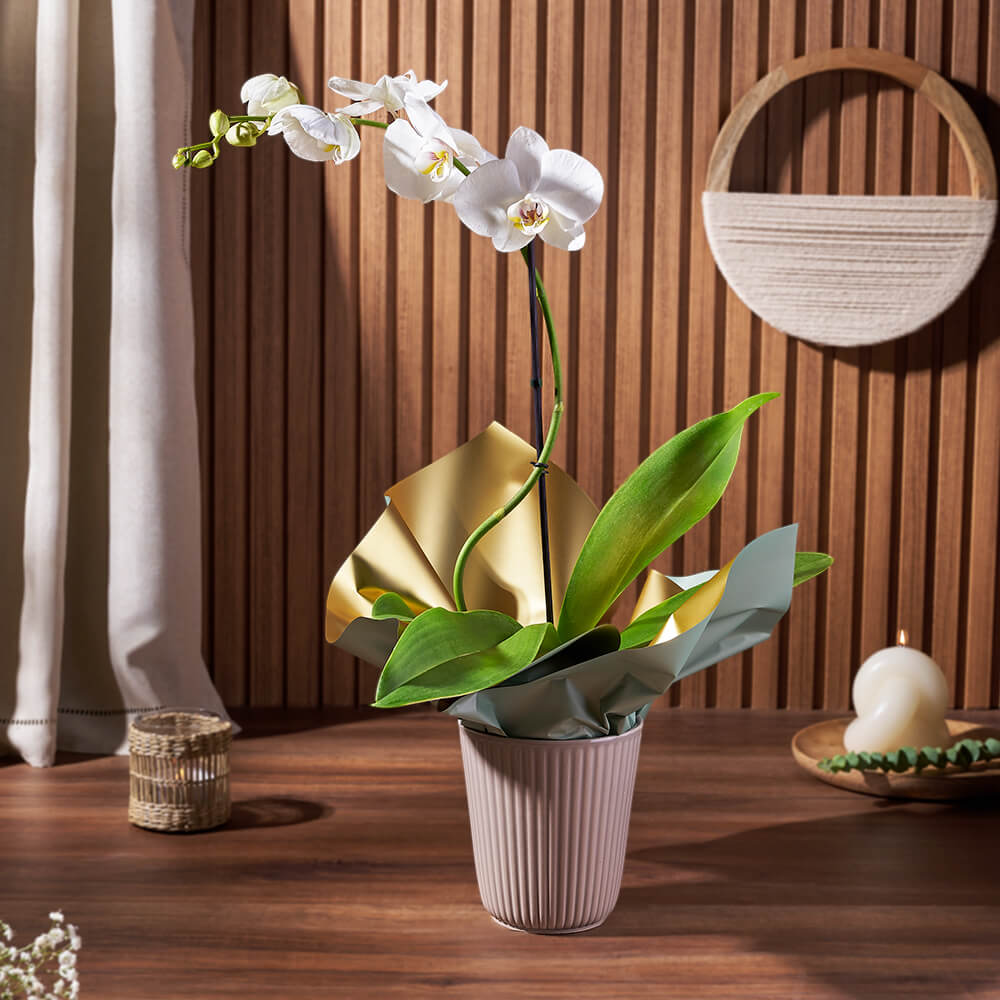 White Phalaenopsis Orchid – how the gift is presented