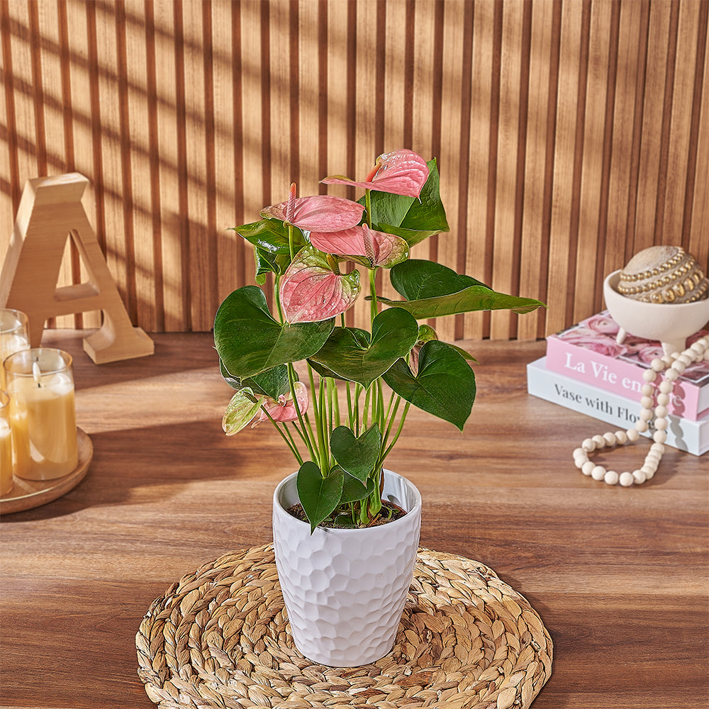 Pink Anthurium Plant – how the gift is presented