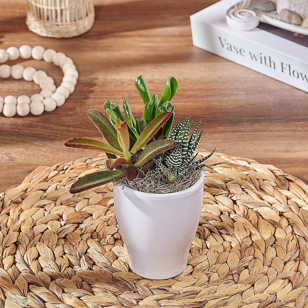 Succulent Arrangement in Ceramic – how the gift is presented