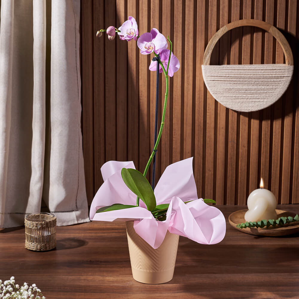 Indoor Orchid Plant Gift – how the gift is presented