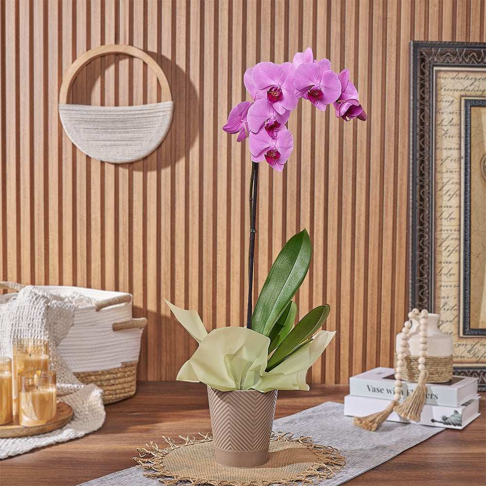 Pink Orchid Plant in Classic Planter – how the gift is presented