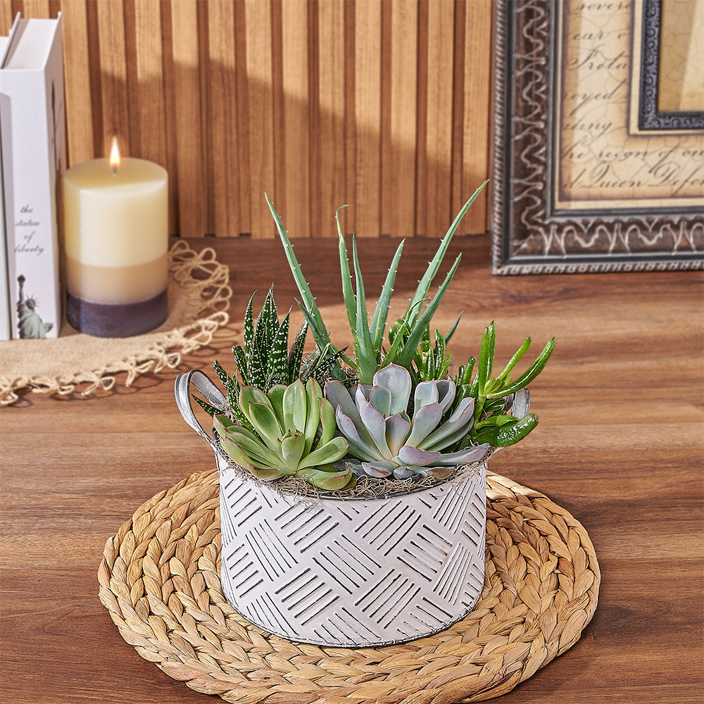 Easy-Care Large Succulent Plant Planter Pot – how the gift is presented