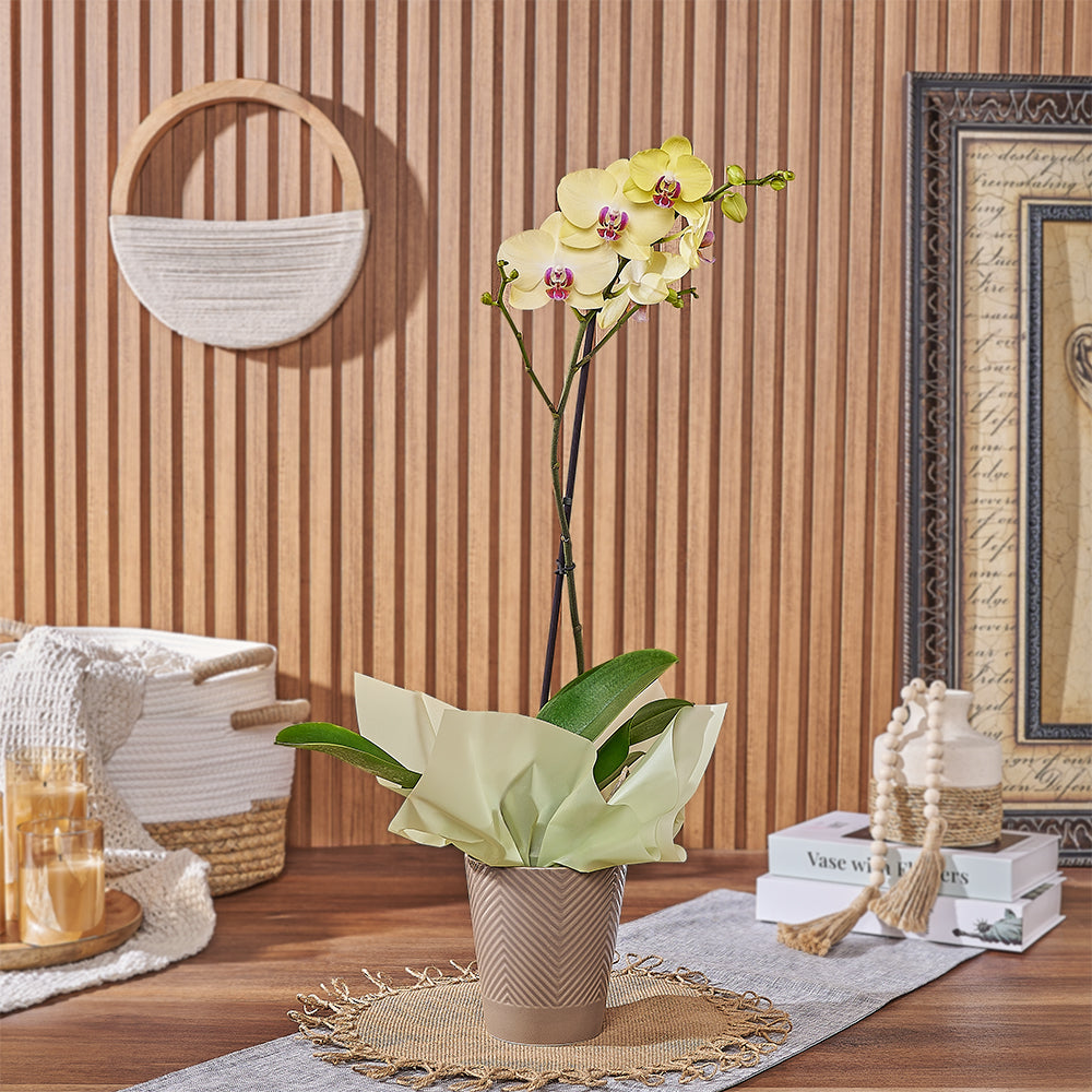 Premium Yellow Phalaenopsis Orchid Planter – how the gift is presented