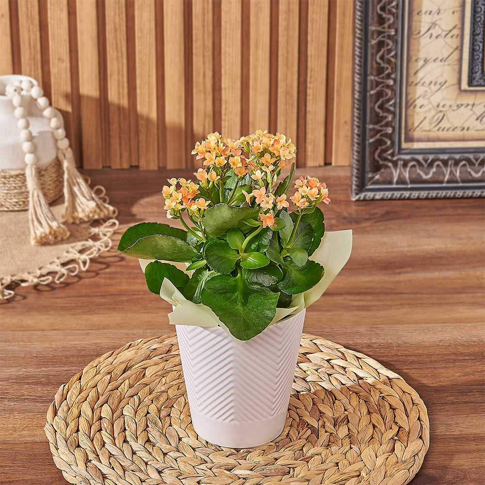 Custom Thank You Gift Baskets - Grand Kalanchoe Plant Gift