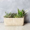 Indoor Succulent Garden from Philadelphia Baskets - Philadelphia Delivery