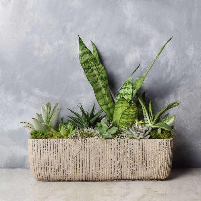 Little Oasis Succulent Garden from Philadelphia Baskets - Philadelphia Delivery