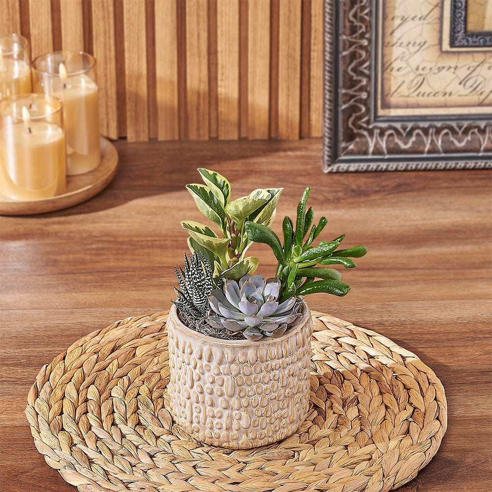 Textured Organic Succulent Pot – how the gift is presented