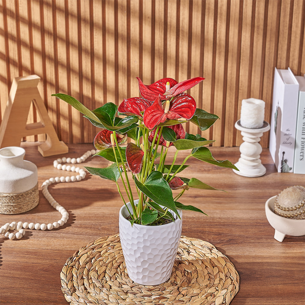 Anthurium Housewarming Gift Plant – how the gift is presented