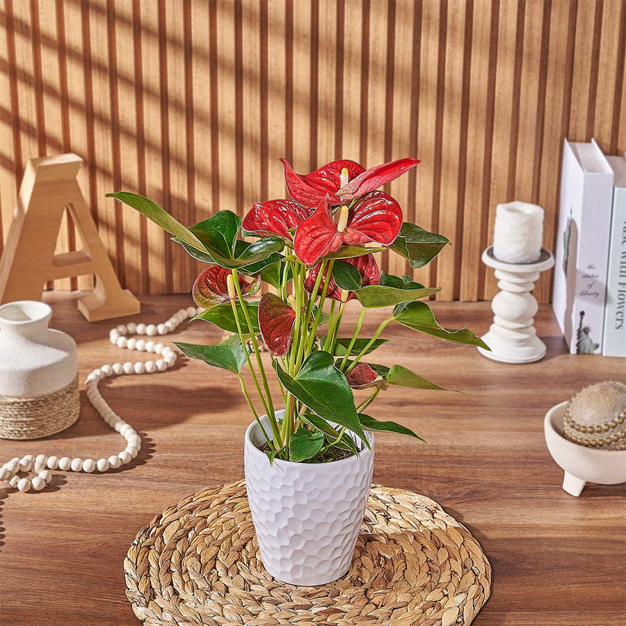 Potted Anthurium Plant, plant gift, plant, floral gift, floral, Philadelphia delivery