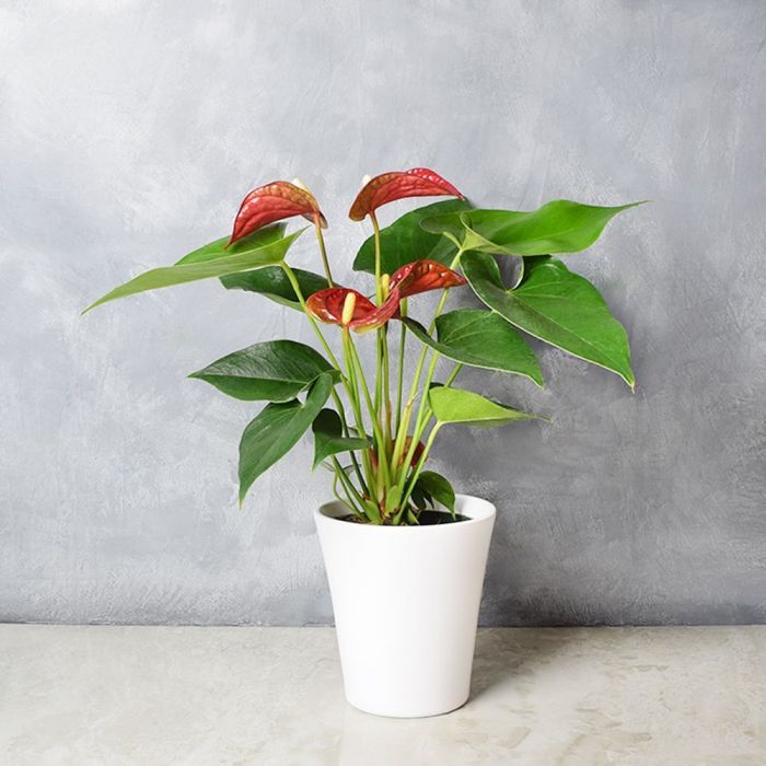 Potted Anthurium Plant from Philadelphia Baskets - Philadelphia Delivery