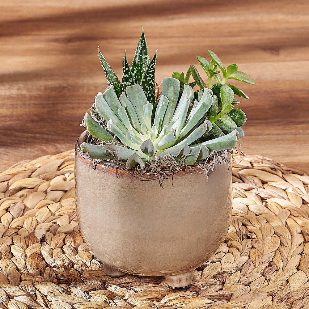 Potted Succulent Trio, plant gift, plant, succulent gift, succulent, Philadelphia delivery