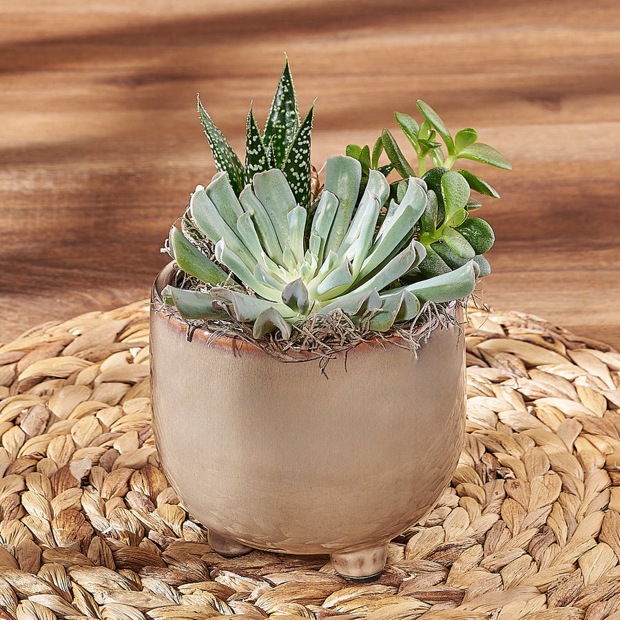 Potted Succulent Trio from Philadelphia Baskets - Plant Gift - Philadelphia Delivery