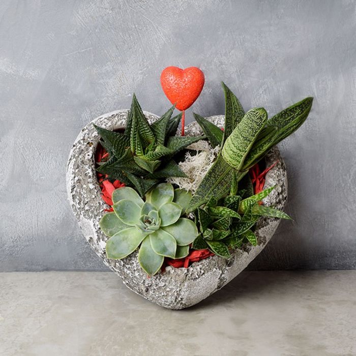 Rock Garden Succulents of Love from Philadelphia Baskets - Plant Gift - Philadelphia Delivery