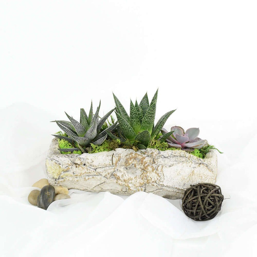 Succulent Rock Garden from Philadelphia Baskets - Philadelphia Delivery