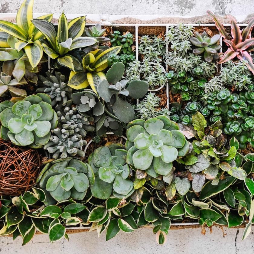 Succulents & Cacti from Philadelphia Baskets - Philadelphia Delivery