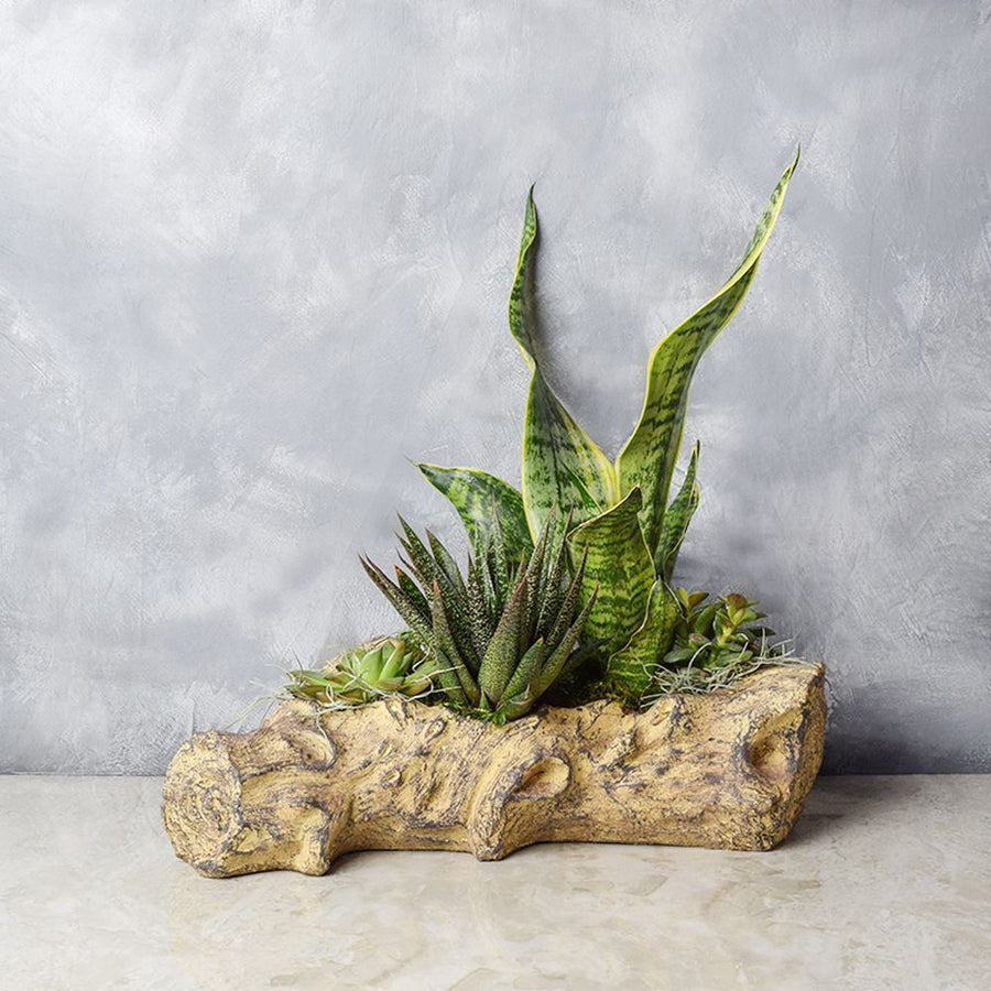 Succulent Log Garden from Philadelphia Baskets - Philadelphia Delivery