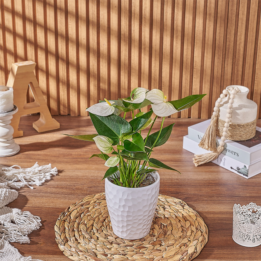 Custom Mothers Day Gift Baskets - White Anthurium Plant