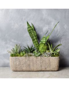 Little Oasis Succulent Garden, floral gift baskets, gift baskets, succulent gift baskets